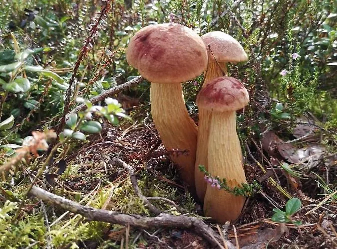 Z Jacuzzi Semesterbostad